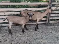 Cabras (lote, sexo no especificado), Alpine goat — foto 5