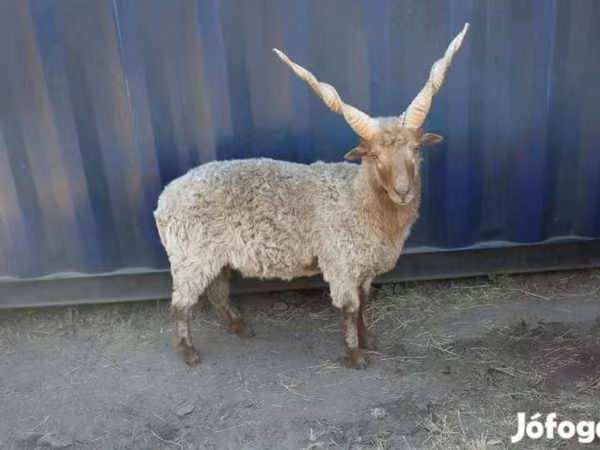 Kos, Racka sheep — Magyarország