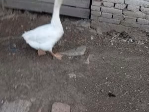 Geese