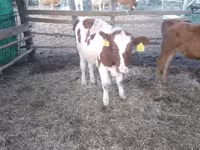Býk, Simmental cattle — foto 2