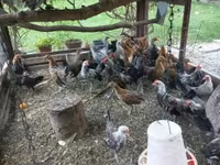 Dutch Bantam — photo 6
