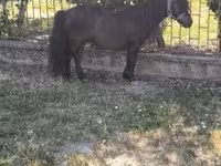 Hing, Australian Pony — 3. fotó