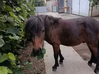 Hing, Shetland Pony — 6. fotó