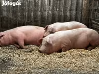 Boar, Pigs — photo 1