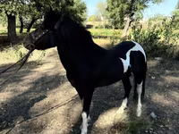 خيول (دفعة، الجنس غير محدد), American shetland pony — الصورة 2