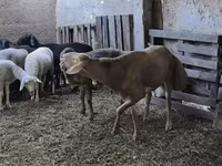 Beran, Arashan sheep — foto 7