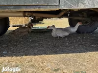Ducks — الصورة 1