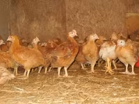 Chickens — photo 3