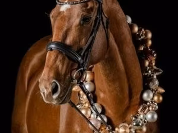 घोड़ा, Thoroughbred horse