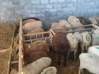 Sheep, Beulah Speckled face sheep — photo 4