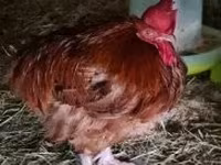 Chickens — foto 3