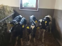 公牛, Cattle — 照片 3