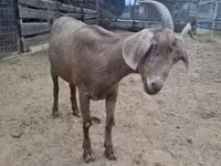 Brebis, Moutons — photo 3