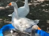 Geese — photo 1