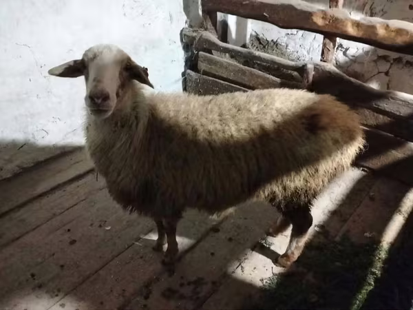 公羊, Sheep