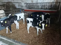 Cattle (batch, sex not specified), Russian Black pied cattle — photo 4
