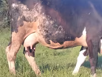 Tehén, Holstein fajta — 2. fotó