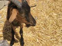 تيس, Alpine goat — الصورة 3