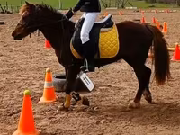 母马, Horses — 照片 3