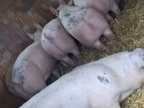 公猪, Pigs — 匈牙利