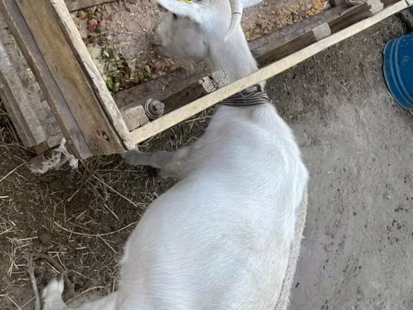Nőstény kecske, Saanen goat