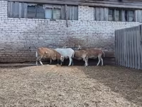 Kos, Katum sheep — 3. fotó