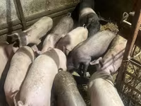猪（批次，未指定性别）, Pigs — 照片 5