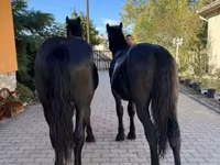 Horse (M), Hungarian horse breed — photo 2