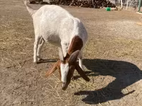 Goat, Boer goat — photo 2