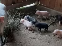 Boar, Вьетнамская вислобрюхая — photo 5