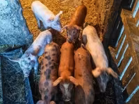 Pigs (batch, sex not specified), Pigs — photo 2