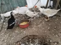 Ducks — foto 1