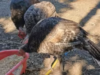 Turkeys — zdjęcie 2
