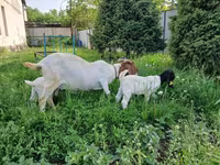 Nőstény kecske, Boer goat — 4. fotó