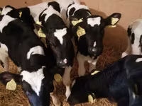 Cattle (batch, sex not specified), Simmental cattle — photo 5