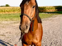Hing, Quarter Horse — 8. fotó