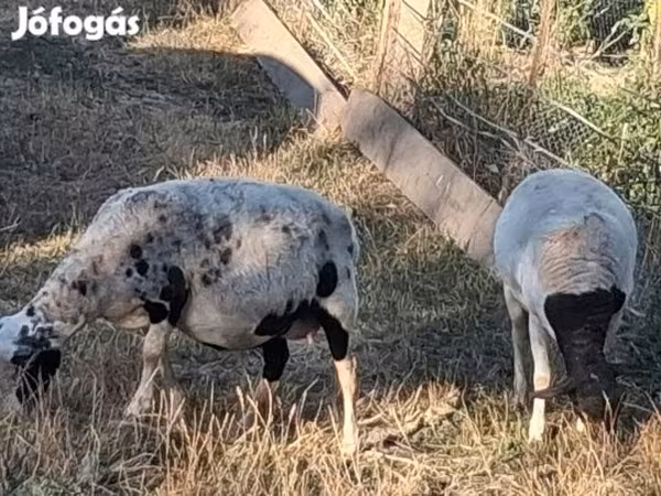 Oveja, Dorper sheep — Hungría