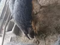 公猪, Мангалица — 照片 2