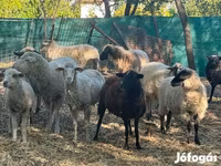 Schaf, Schafe — Foto 3