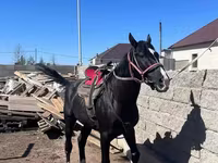 Hing, Kazakh horse — 1. fotó
