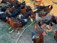 Chickens — 5. fotó