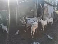 母山羊, Goats — 照片 2