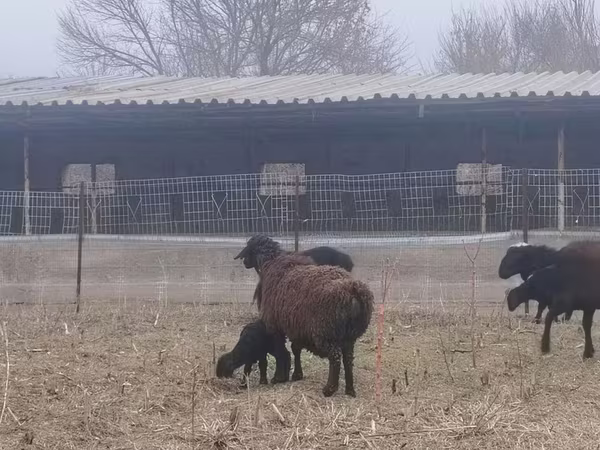 母羊, Sheep