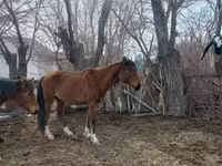 घोड़ी, Kazakh horse — फ़ोटो 8