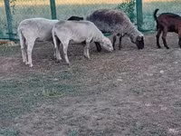 Kos, Juhok — 3. fotó