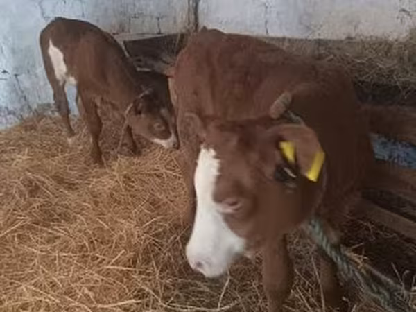 Tehén, Simmental cattle — Magyarország