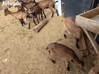 公山羊, Alpine goat — 照片 8