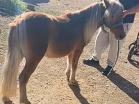 公马, Shetland Pony — 照片 1