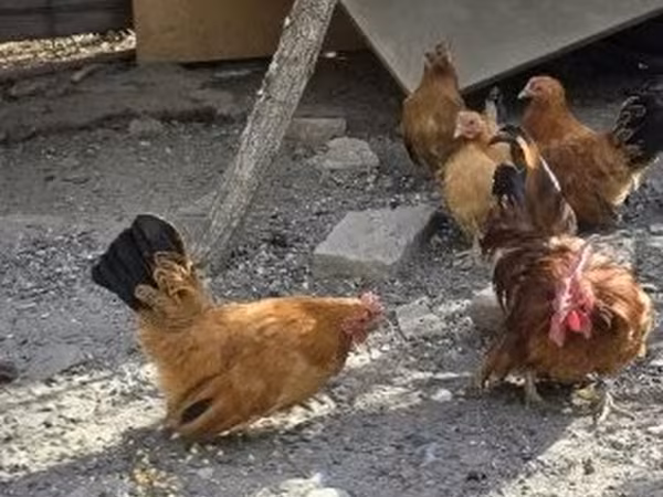 Chickens