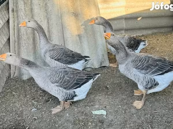 Geese — Hungary